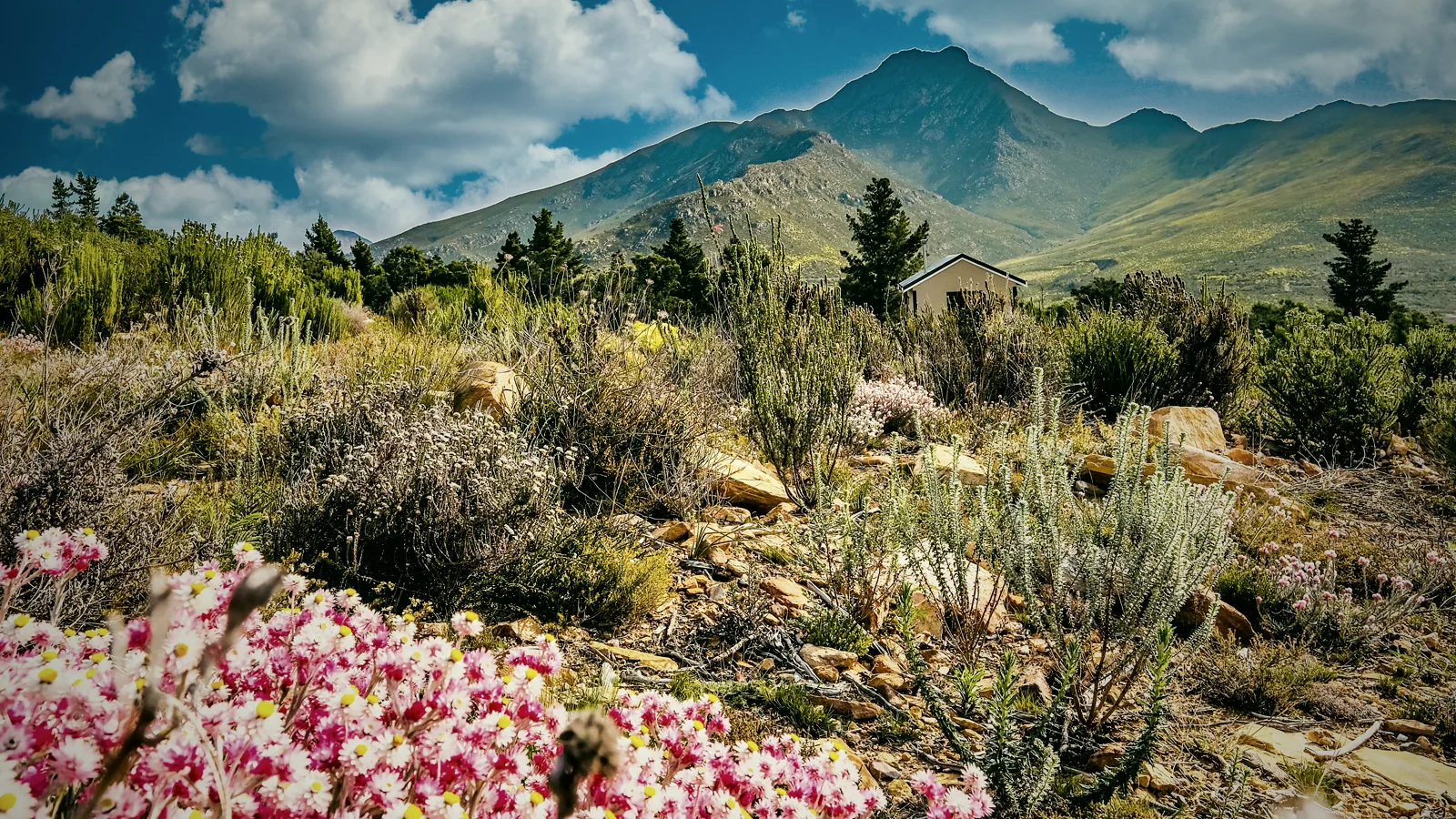 Wildflowers framing Shepherd's Rest