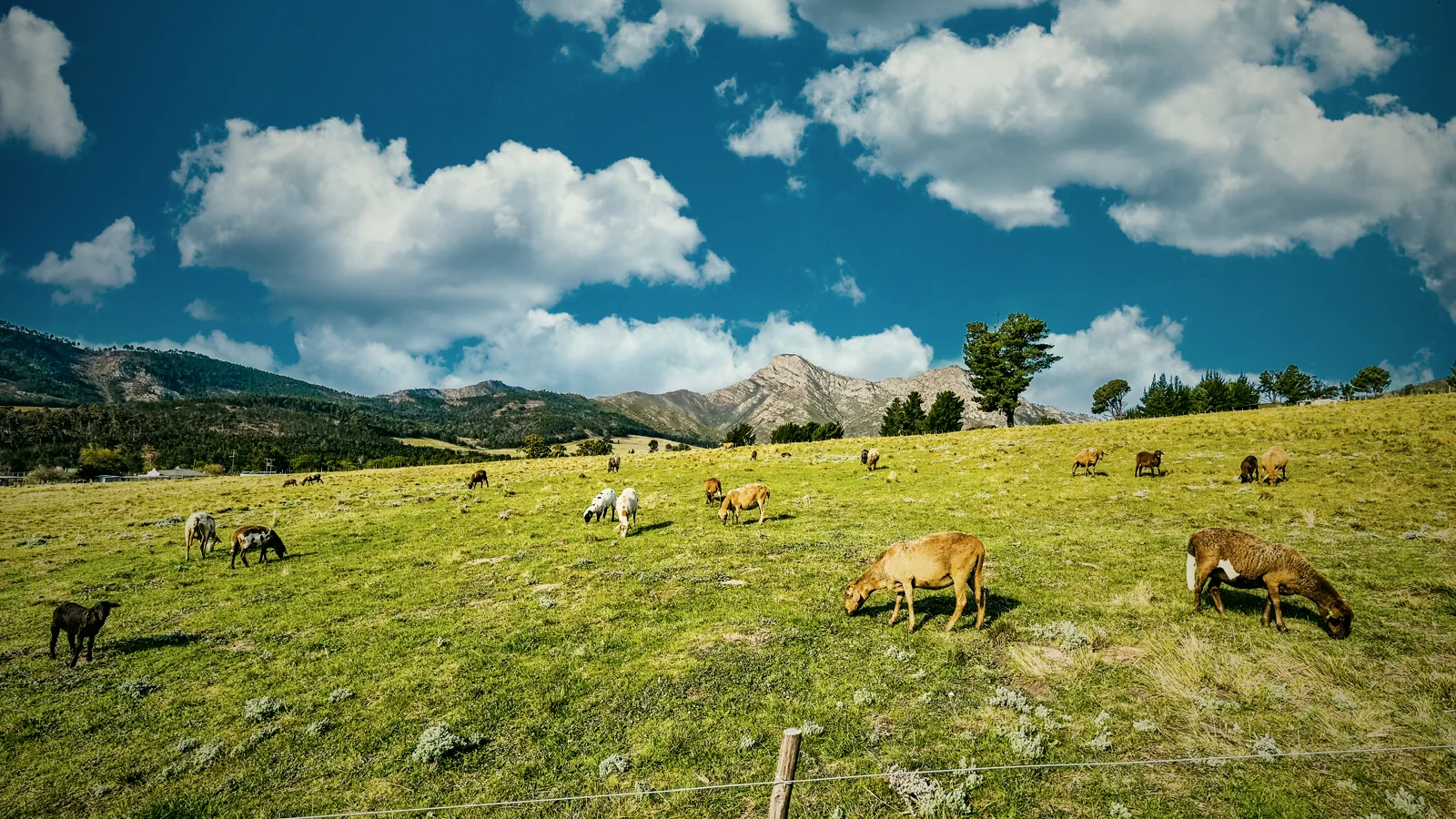 Sheep grazing in a mountain pasture near the house